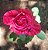 Rosa Red Intuition com Pétalas de cores Mescladas Rosa e Vermelho - Imagem 2