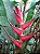 heliconia orthotricha Candy Cane - Haste floral ascendente - Imagem 1