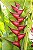 Heliconia Caribaea High - Haste floral ascendente - Imagem 1