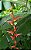 Heliconia collinsiana - Haste floral pendente - Imagem 2
