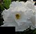 Rosa do Deserto Branca flor tripla Enxertada - Imagem 1