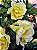 Rosa do Deserto Amarela Perm flor tripla Enxertada - Imagem 1
