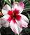 Rosa do Deserto Branca centro Vermelho Enxertada - Imagem 1