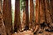 Sequoia - A maior árvore do mundo - Imagem 2