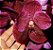 Vanda Robert's Delight  " Garnet Beauty FCC/AOS" - Adulta - Imagem 2