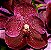 Vanda Robert's Delight  " Garnet Beauty FCC/AOS" - Adulta - Imagem 1