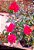 Rosa Arbustiva Donzela - Flor Vermelho Intenso - Imagem 1