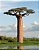 Baobá de Madagascar - Giant baoba - Imagem 1