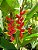 Heliconia Mini Rostrata - Haste floral pendente - Imagem 1