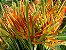 Heliconia Tricolor - Haste floral ascendente - Imagem 1