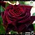 Rosa Negra Natural - Rara - Mudas Enxertada - Imagem 2