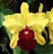 Orquídea Cattleya Blc Toshie Aoki Wine Flare - Imagem 1