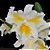 Orquídea Cattleya Esbetts Clown Blumen Insel - Imagem 2