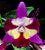 Orquídea Cattleya Hawkinsara Sogo Doll 'Little Angel' - Imagem 1