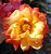 Rosa Sol Tricolor - Enxertada - Imagem 1