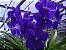 Vanda Pachara Delight - Cor Natural Azul Índigo - Raiz Aérea - Imagem 5