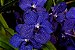 Vanda Pachara Delight - Cor Natural Azul Índigo - Raiz Aérea - Imagem 8