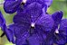Vanda Pachara Delight - Cor Natural Azul Índigo - Raiz Aérea - Imagem 4