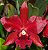 Orquídea Cattleya BLC Nobile's Bruno Bruno Big Red - Imagem 1