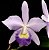 Orquídea Cattleya LC Nobile's Blue Sky Coerulea #3 MCD - Imagem 1