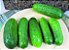Pepino Híbrido Green Pick - Kit c/ 20 sementes - Imagem 3