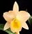 Orquídea Blc Bouton D'or Halcyon Am/Aos - Imagem 2