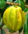 Pitanga Gigante ou Pitangatuba Amarela - Planta Adulta  - Ótima p/ Vasos - Imagem 3