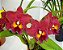 Orquídea BLC Owen Holmes Mendenhal - Imagem 3