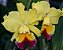 Orquídea BLC Goldenzelle Taida - Imagem 1