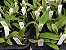 Orquídea Cattleya LC Mary Elizabeth Bohn Royal Flare - Imagem 6