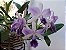 Orquídea Cattleya LC Mary Elizabeth Bohn Royal Flare - Imagem 5