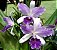 Orquídea Cattleya LC Mary Elizabeth Bohn Royal Flare - Imagem 4