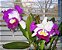 Orquídea Cattleya LC White Spark Love Crystal - Imagem 4