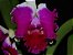 Orquídea Cattleya LC Red Empress X LC Shellie Compton RED BUTTERFLY - Imagem 4
