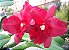 Orquídea Potinara Harng Tay Red Queen - Imagem 2