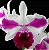 Orquídea Cattleya LC Remo Prada Crown - Imagem 3