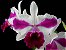 Orquídea Cattleya LC Remo Prada Crown - Imagem 4
