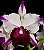 Orquídea BLC Ann Cleo Laina - Imagem 1