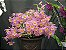 Orquídea Dendrobium loddigesii Rolfe - Imagem 5