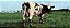 Pink Floyd - Atom Heart Mother - Imagem 2