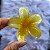 Presilha Tropical Flor Grande Amarela Cintilante - Imagem 1