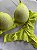 Conjunto Lingerie Rendada Verde Claro neon - Imagem 2