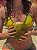 Conjunto Biquini Brasil Fita Cortininha Amarelo com Verde - Imagem 8