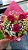 Mini Buquê com 3 Rosas Vermelhas - Imagem 2