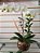 Orquídea Phalaenopsis Branca no Aquário - Imagem 1