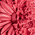 Blush MargariPétala - Maria Margarida - Imagem 3