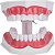 Macro Modelo de Arcada Dentaria - Colgate - Imagem 2