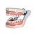 Manequim Odontológico 32 Dentes Marfim 3000 - MOM - Imagem 3