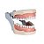 Manequim Odontológico 32 Dentes Marfim 3000 - MOM - Imagem 2