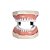 Manequim Odontológico 32 Dentes Marfim 3000 - MOM - Imagem 1